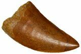 Serrated, Juvenile Carcharodontosaurus Tooth - Morocco #361047-1